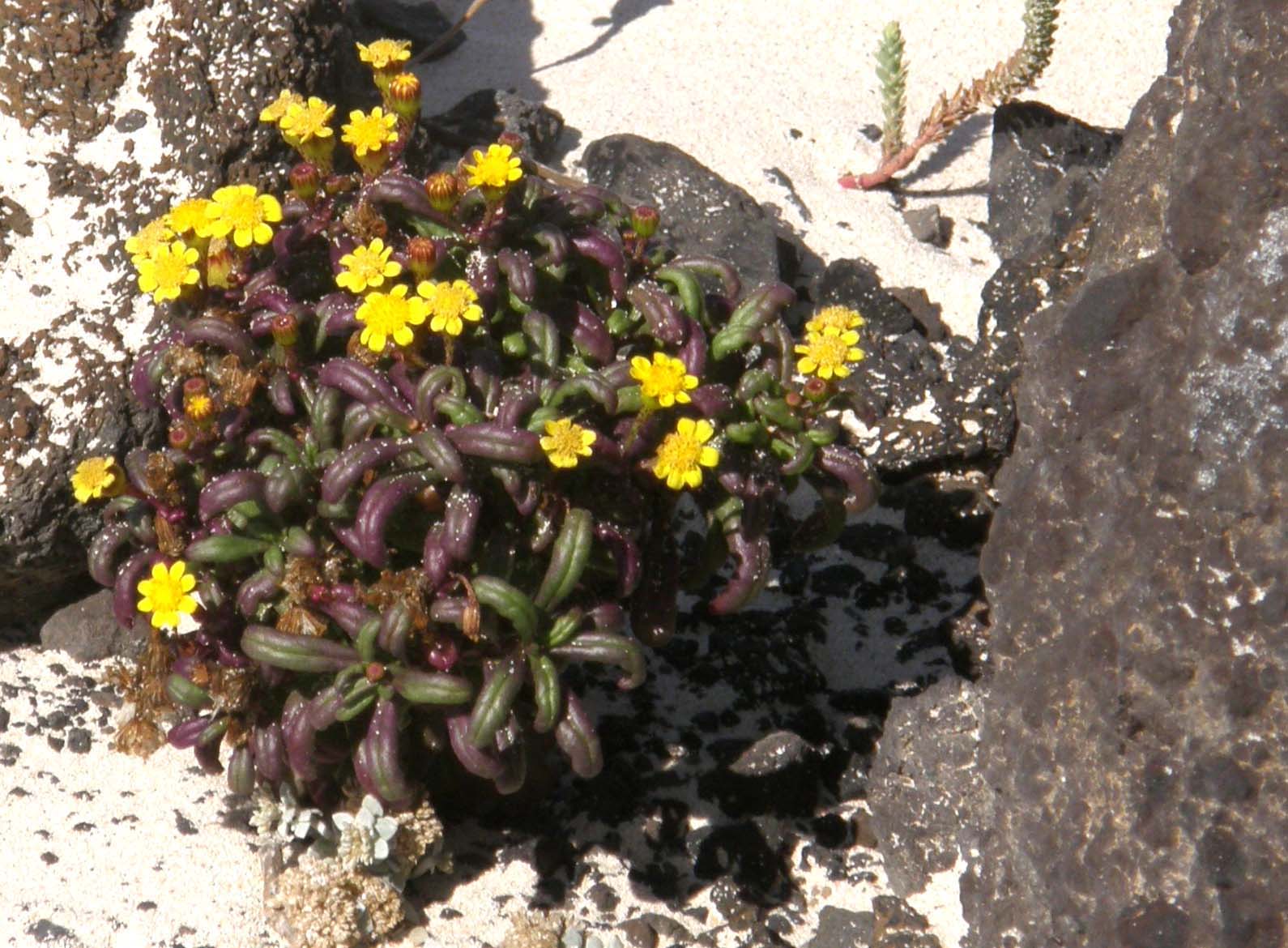 Canarie (Lanzarote): Senecio cfr. leucanthemifolius