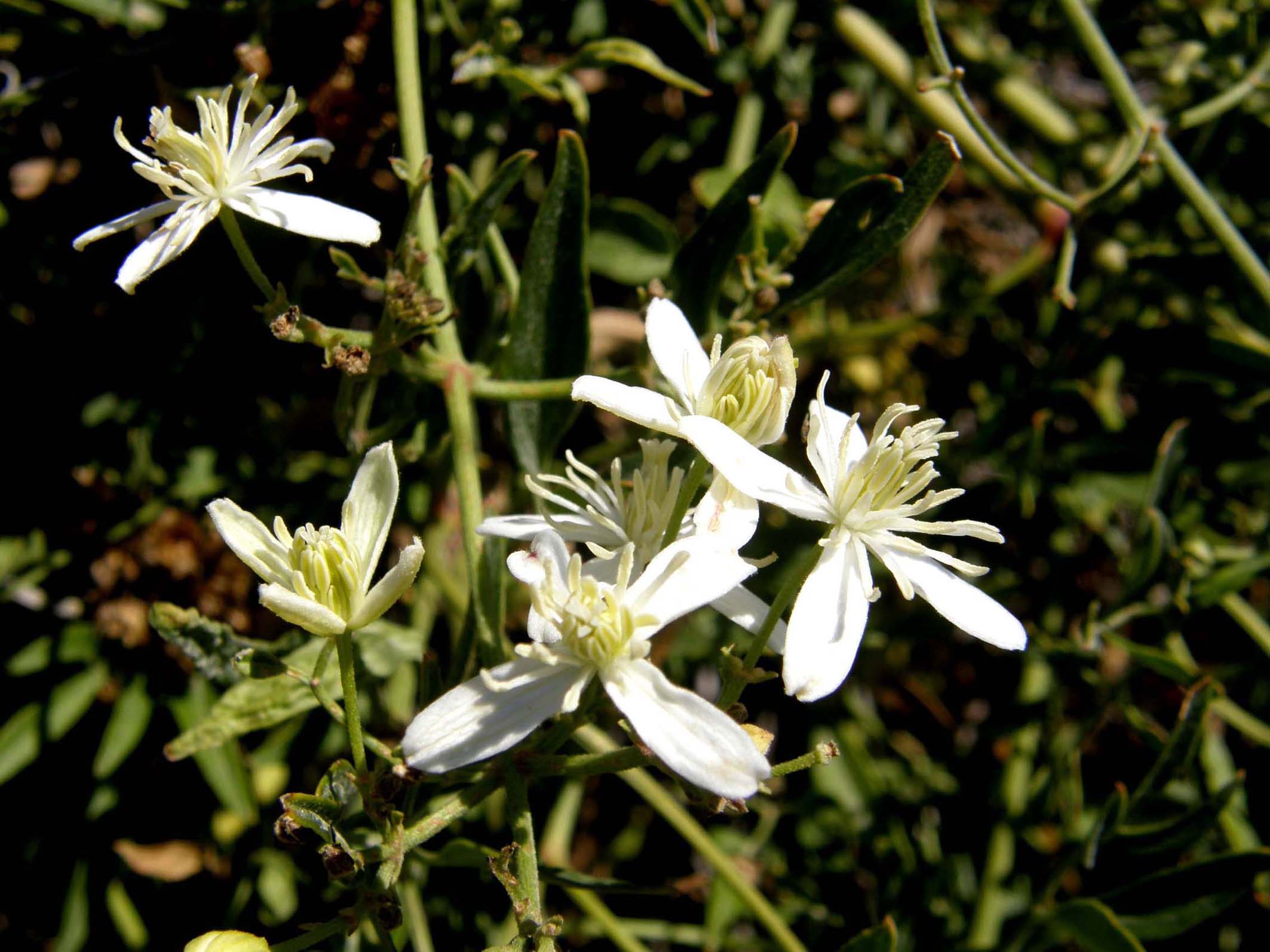 Clematis flammula della Camargue (e C. vitalba)