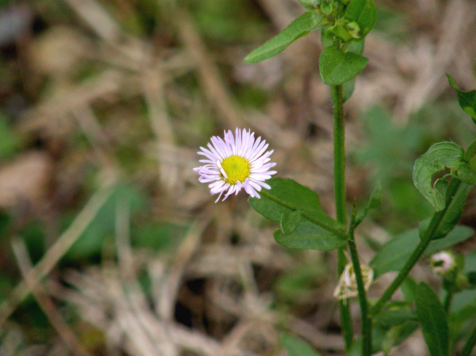 Erigeron Annuus