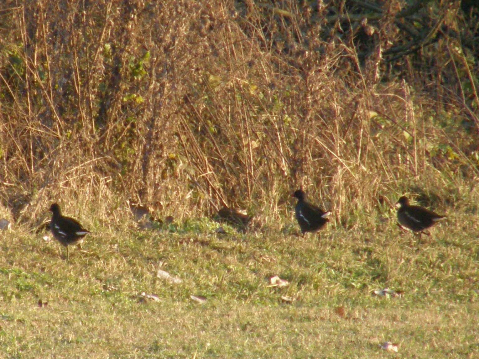 Folla di gallinelle d''acqua