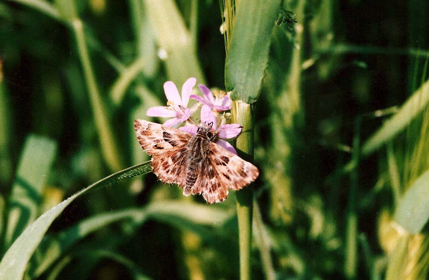 Hesperiidae da identificare