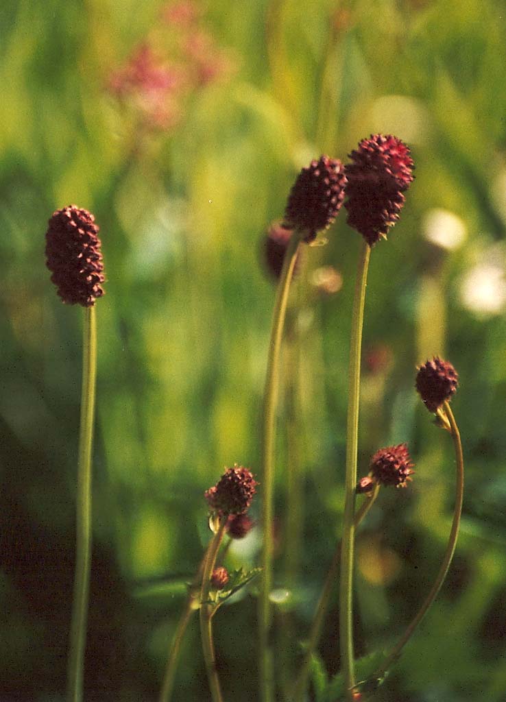 Sanguisorba officinalis