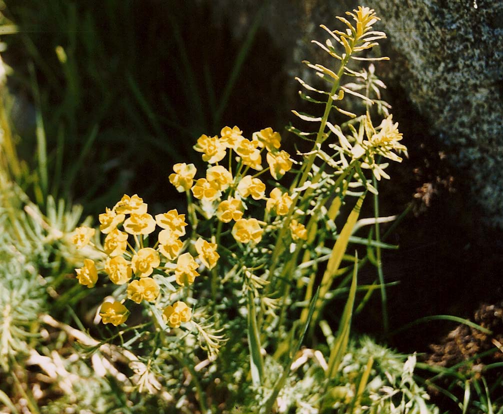 Euphorbia cyparissias / Euforbia cipressina