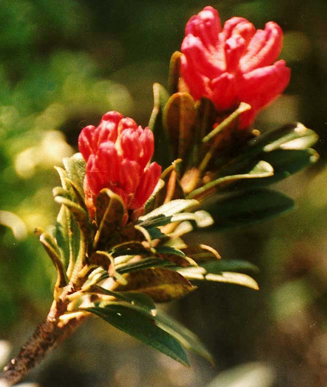 Flora alpina