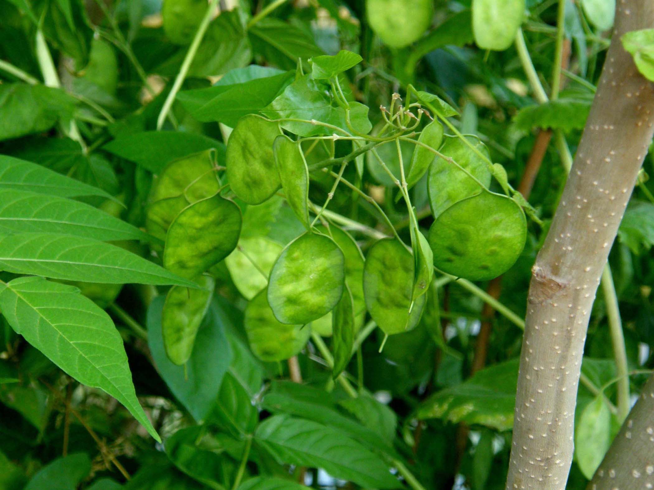 Alliaria petiolata e Lunaria annua