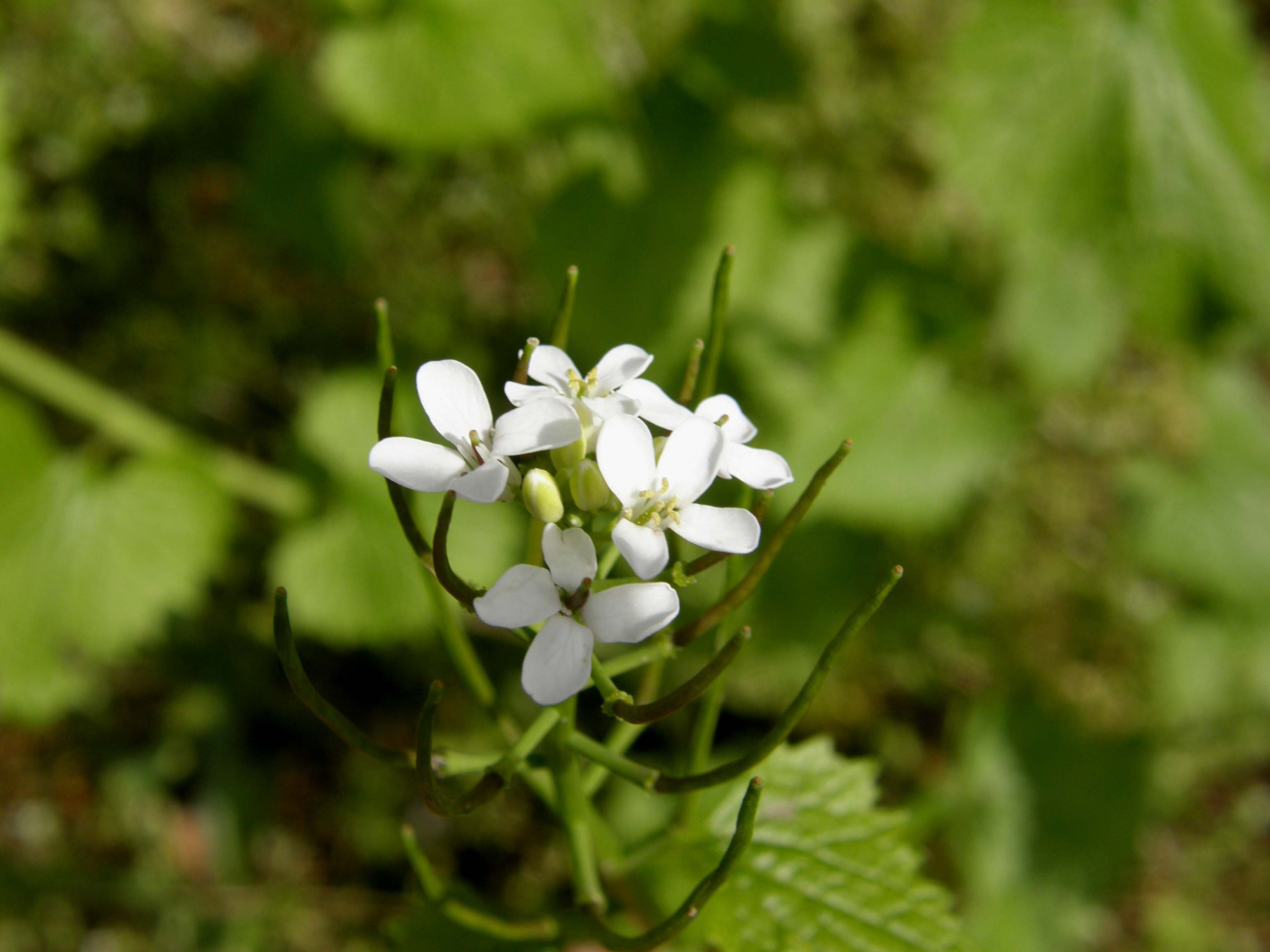 Alliaria petiolata e Lunaria annua