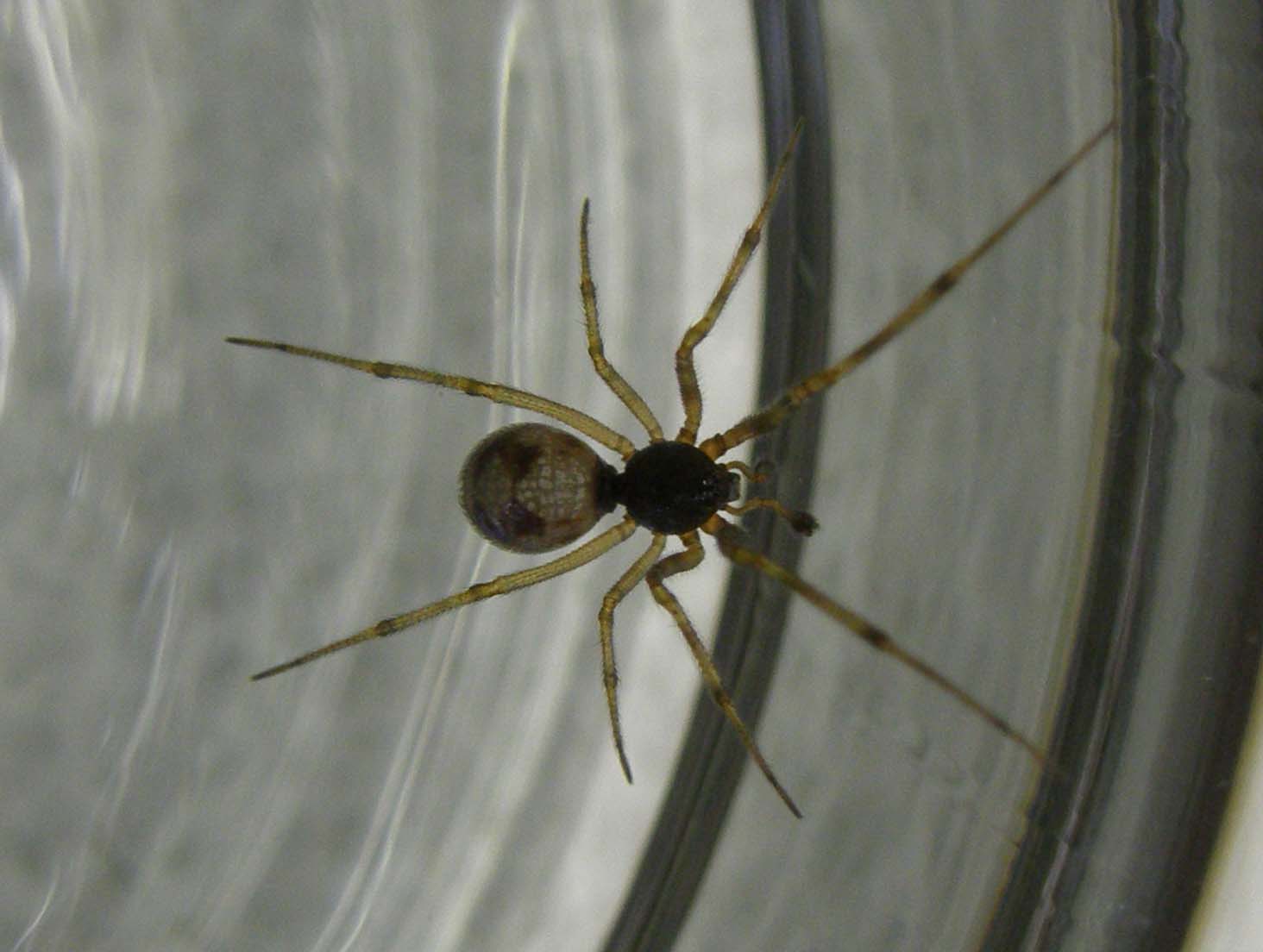 Steatoda triangulosa