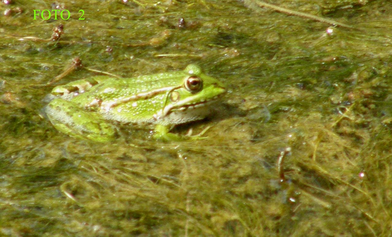 Pelophylax kl. esculentus? - Pelophylax sp.