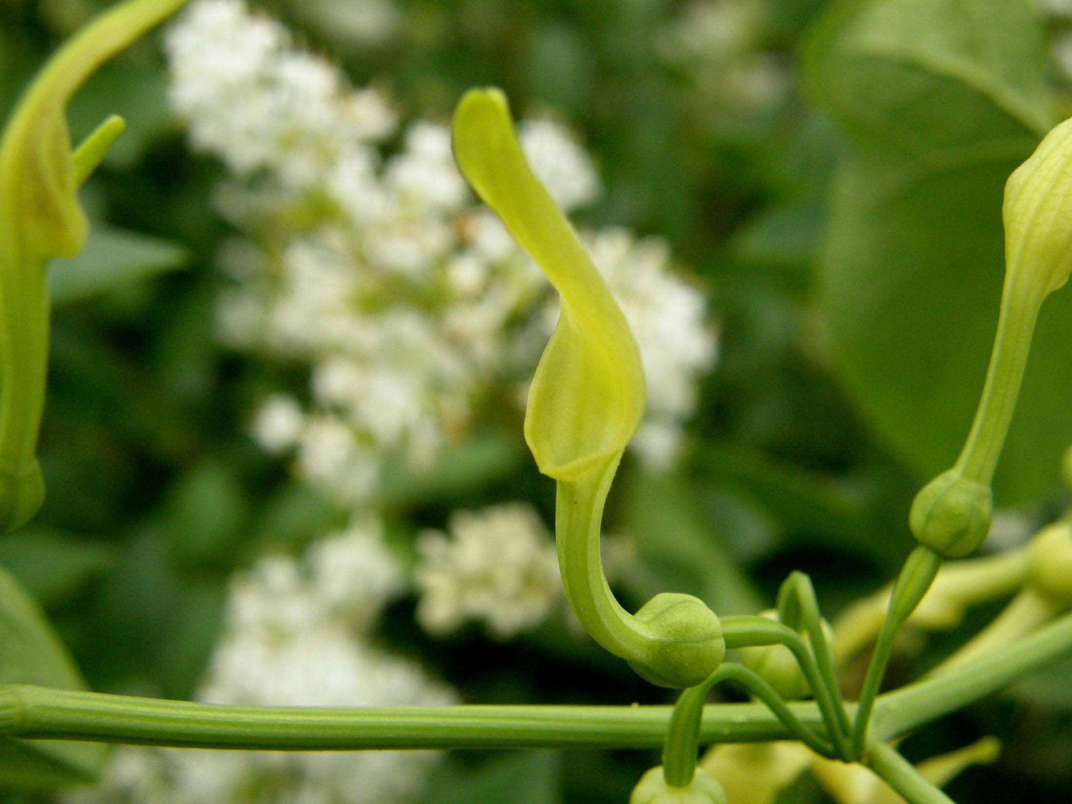 Aristolochia clematitis / Aristolochia clematite