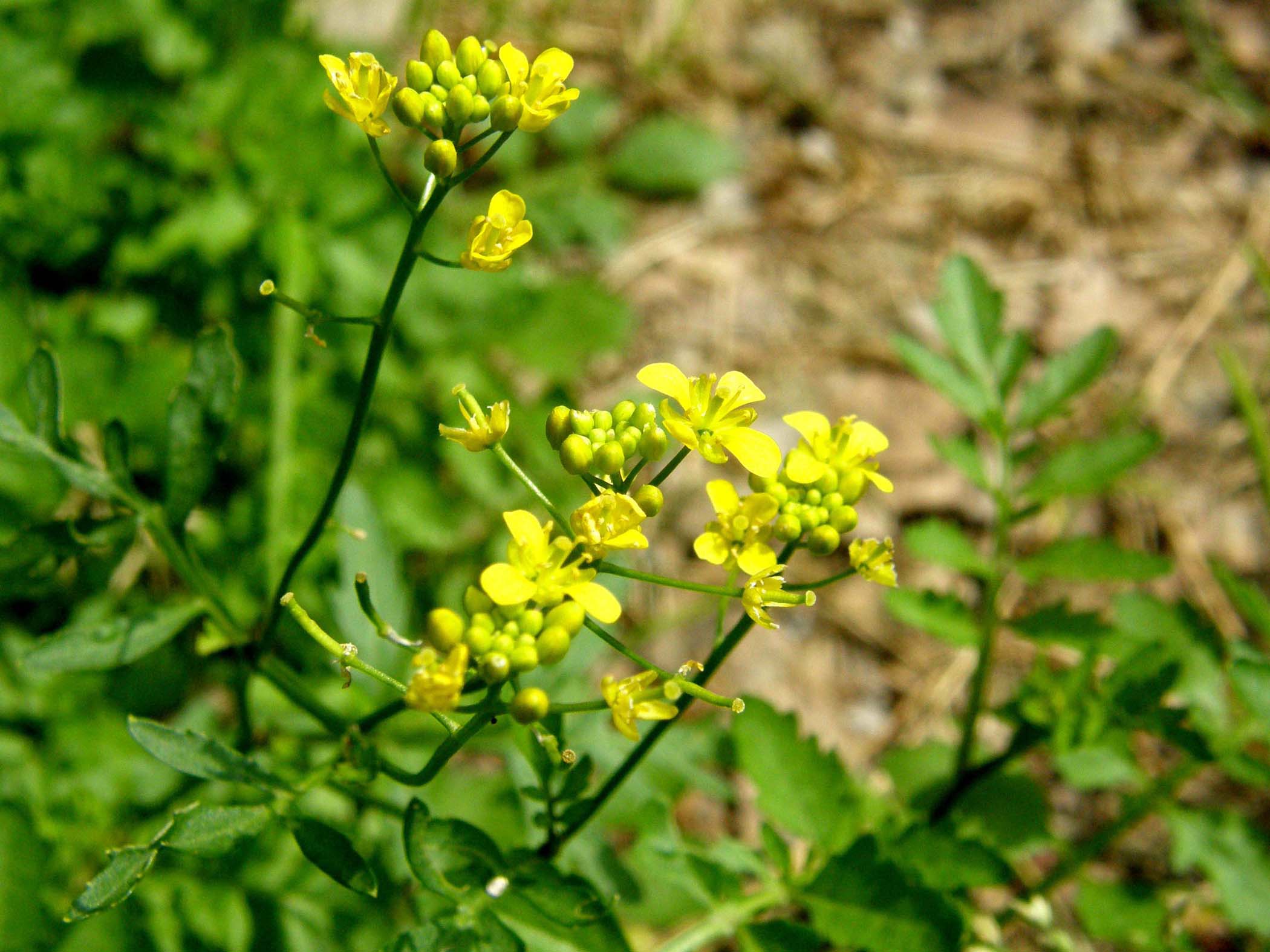 Rorippa sylvestris