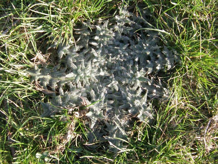 Cirsium vulgare