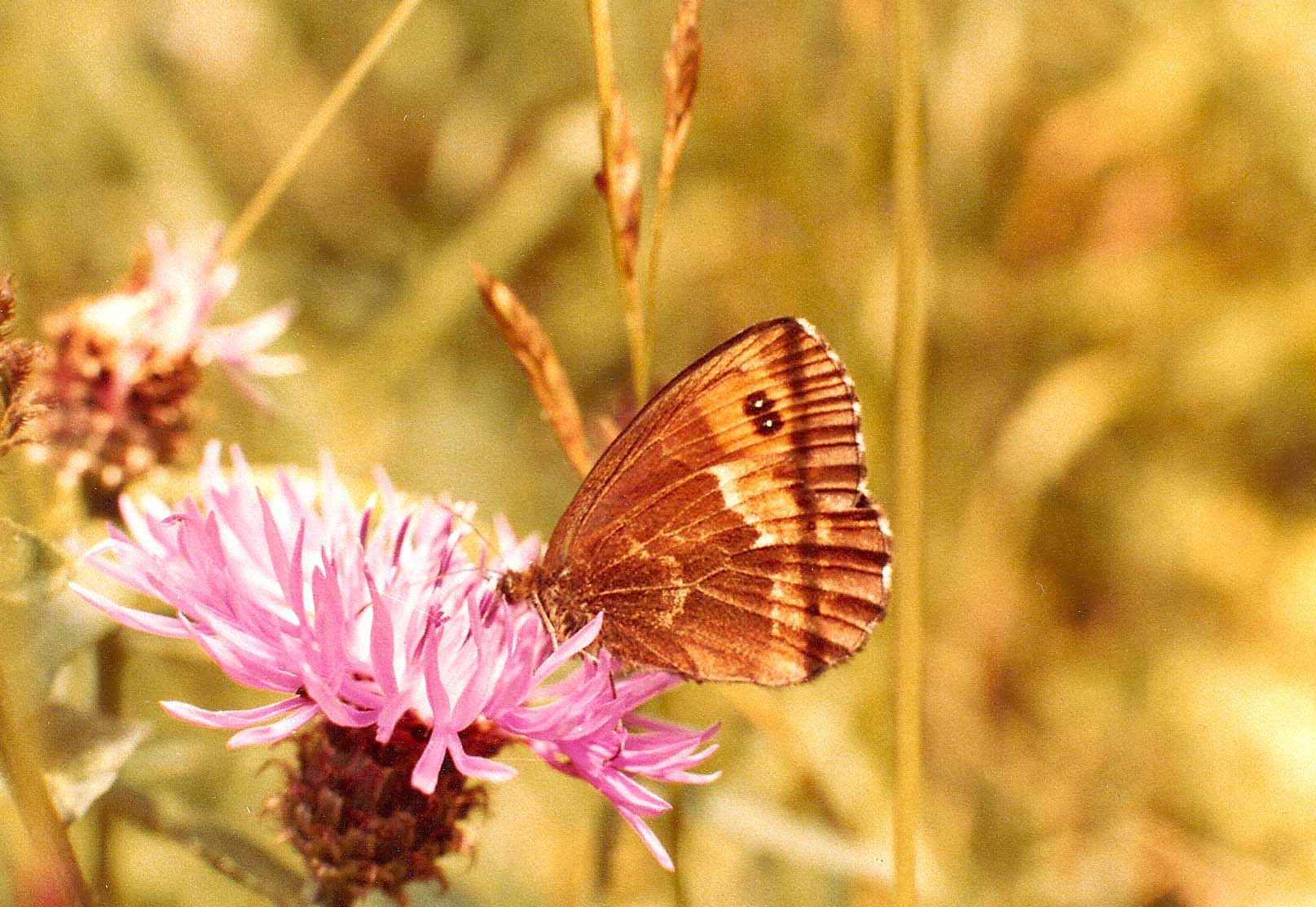 Erebia ligea