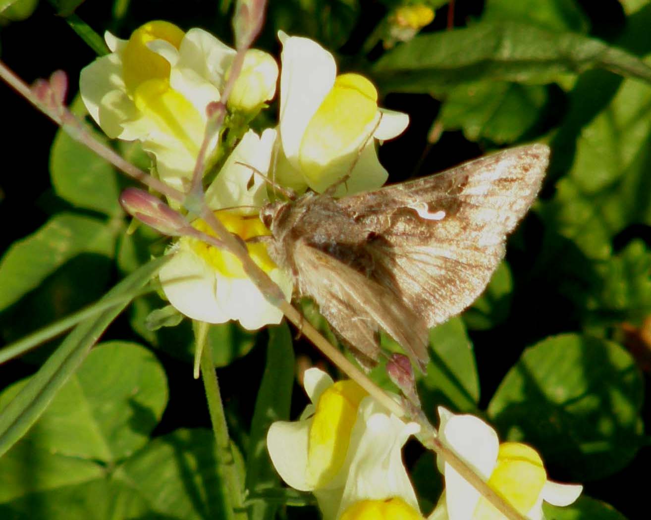 Autographa gamma e Furcula sp.