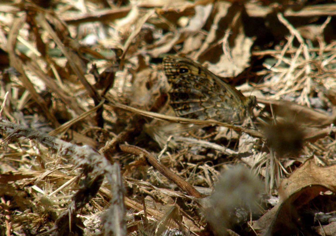 Nymphalidae (?) da identificare