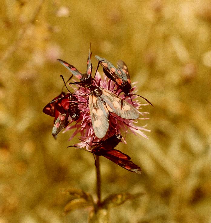 Folla di Zygaena sp.