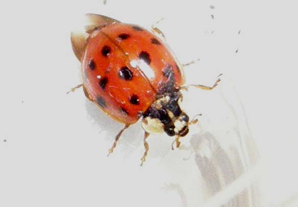 Coccinella...nuotatrice