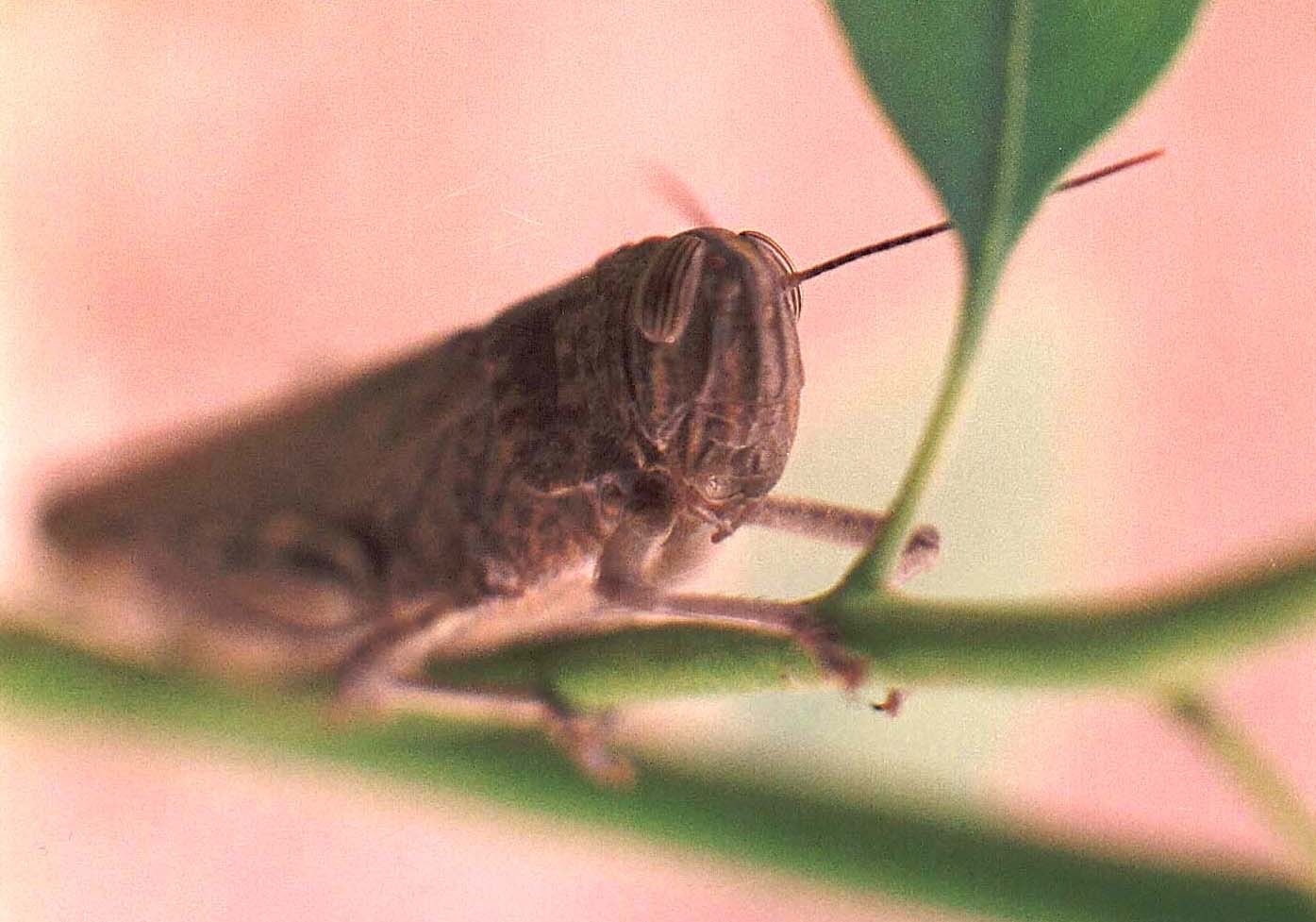 Anacridium aegyptium....marocchino