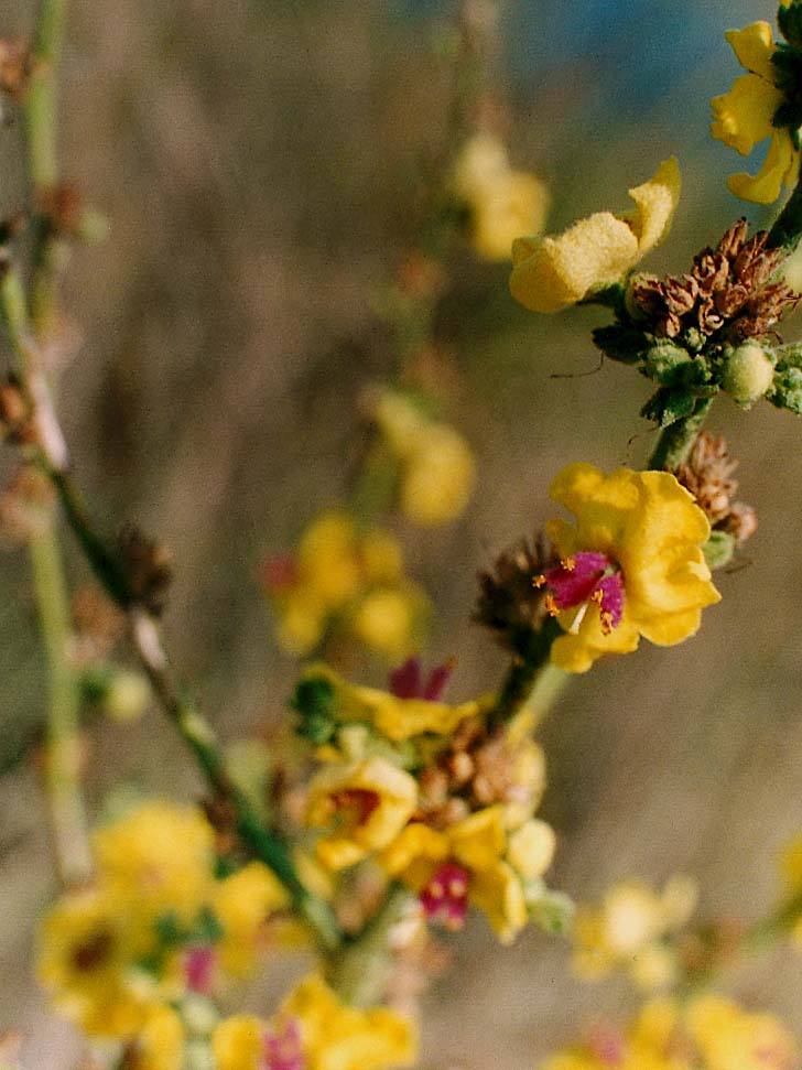 Fiore giallo a stami viola - Verbascum sp. (Lamiales - Scrophulariaceae)