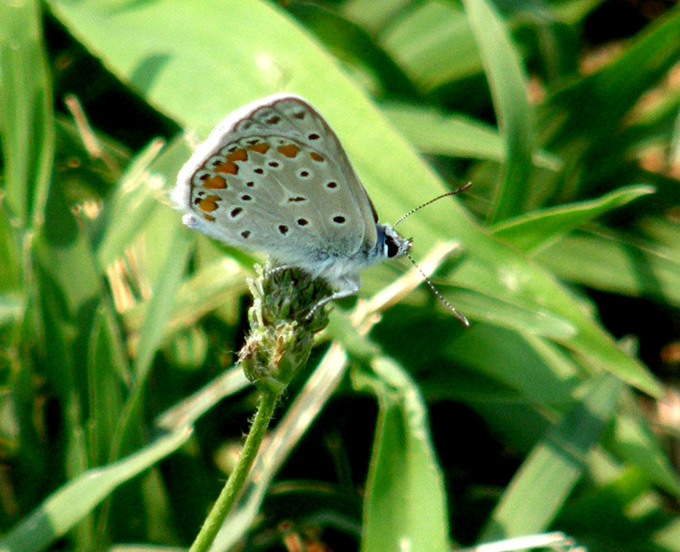 Polyommatus icarus