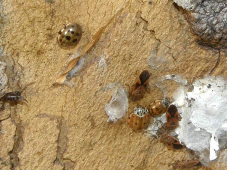 Altre Harmonia quadripunctata