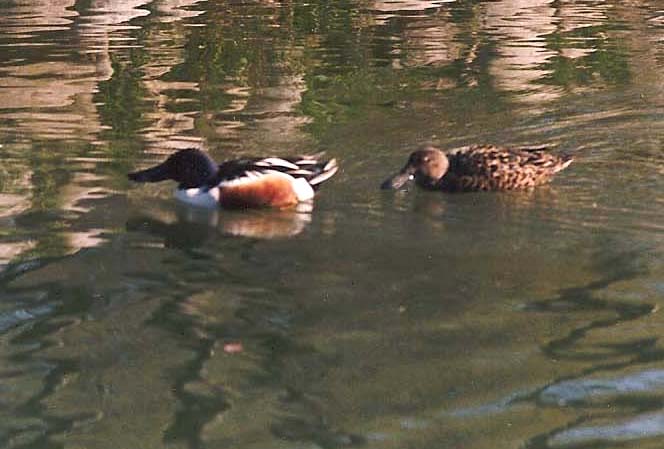 Identificazione Anatidae