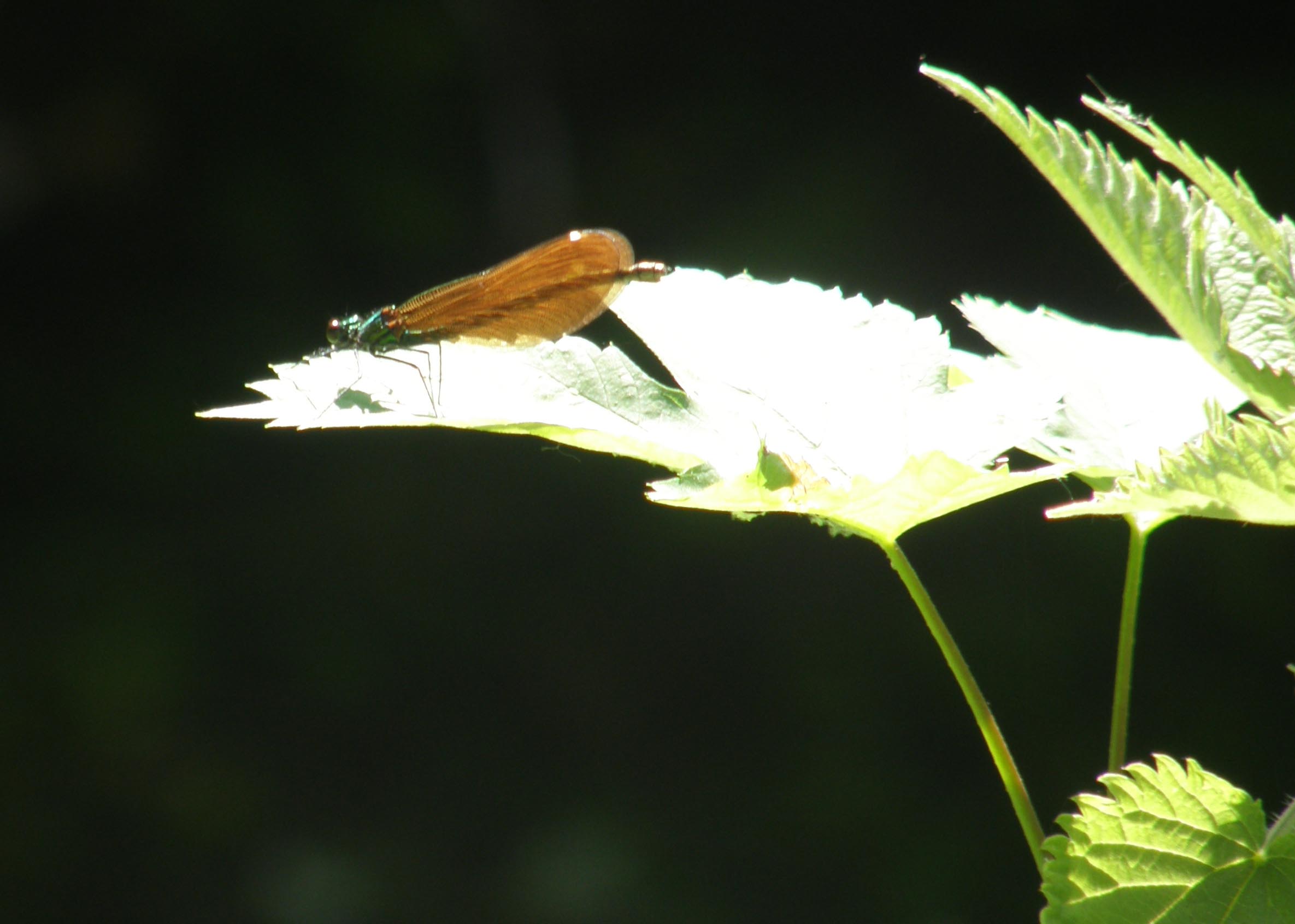 Calopterygidae da identificare