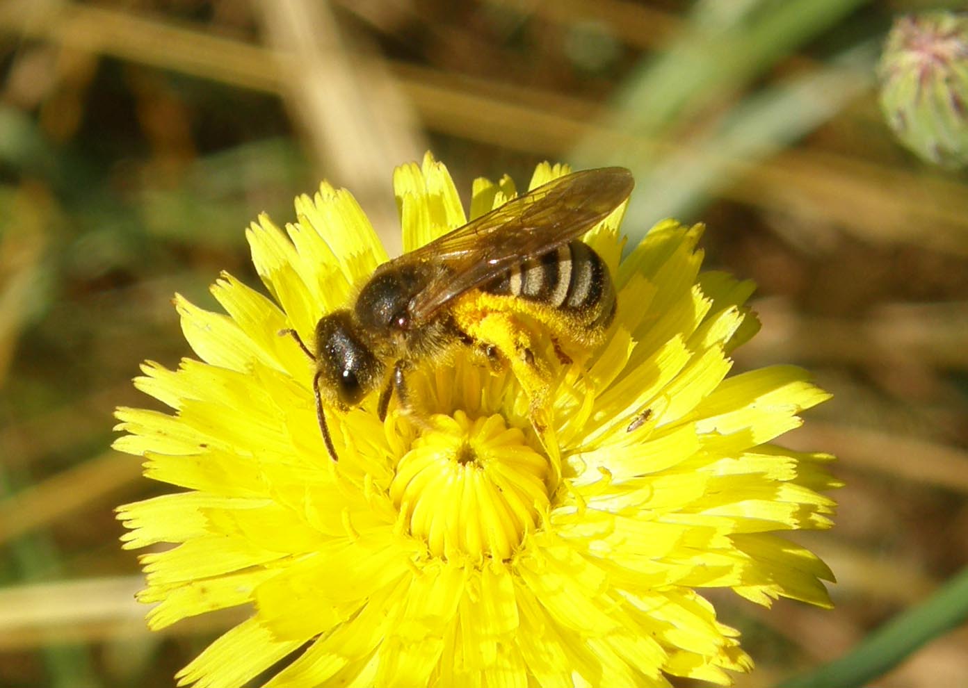 Femmina di Halictus sp.