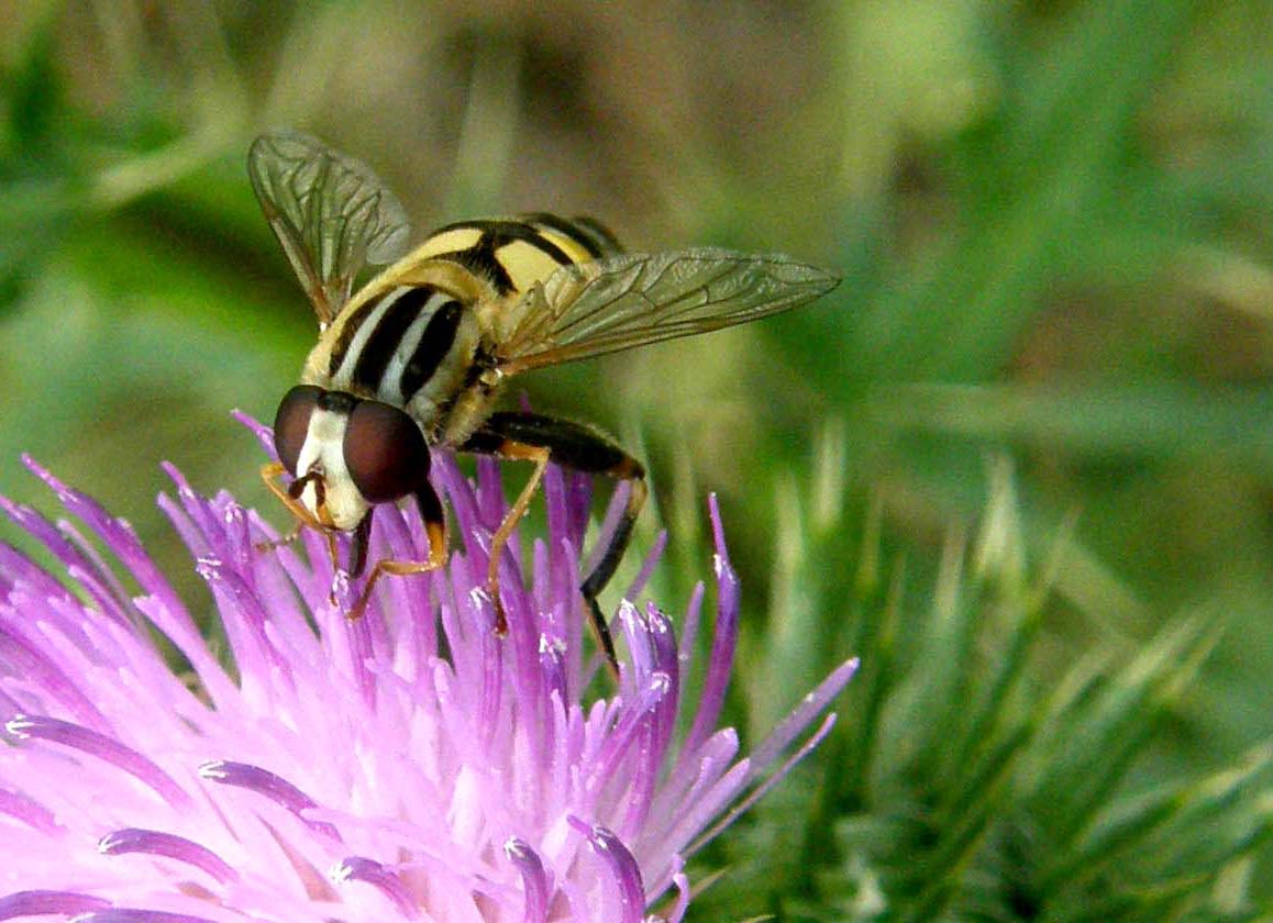 Helophilus trivittatus