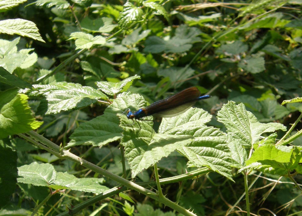 Calopterygidae da identificare