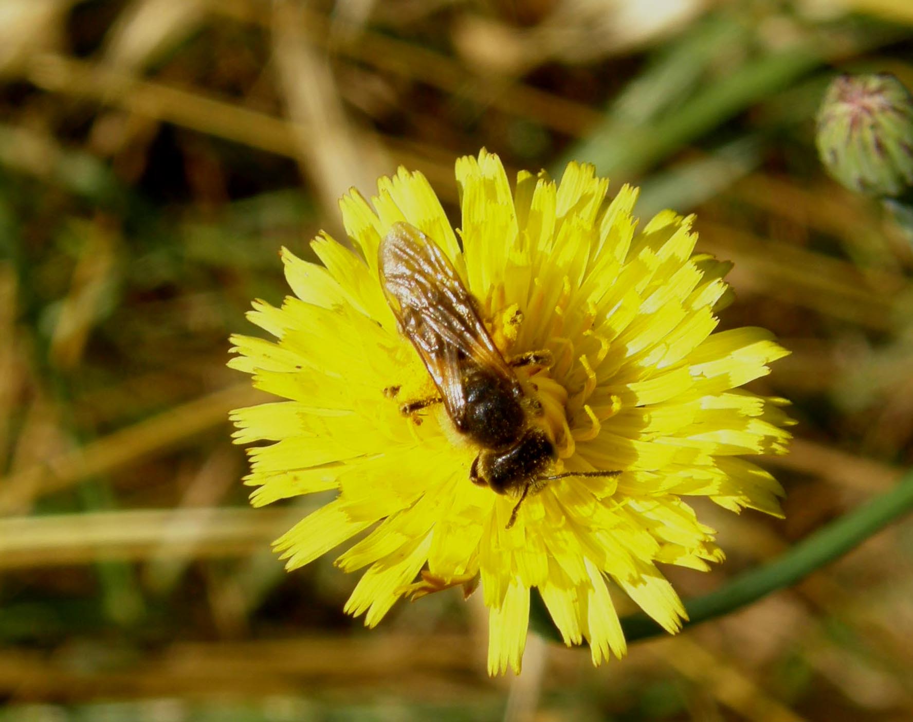 Femmina di Halictus sp.