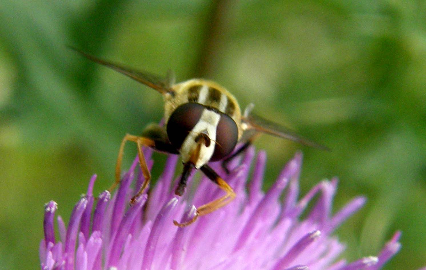 Helophilus trivittatus