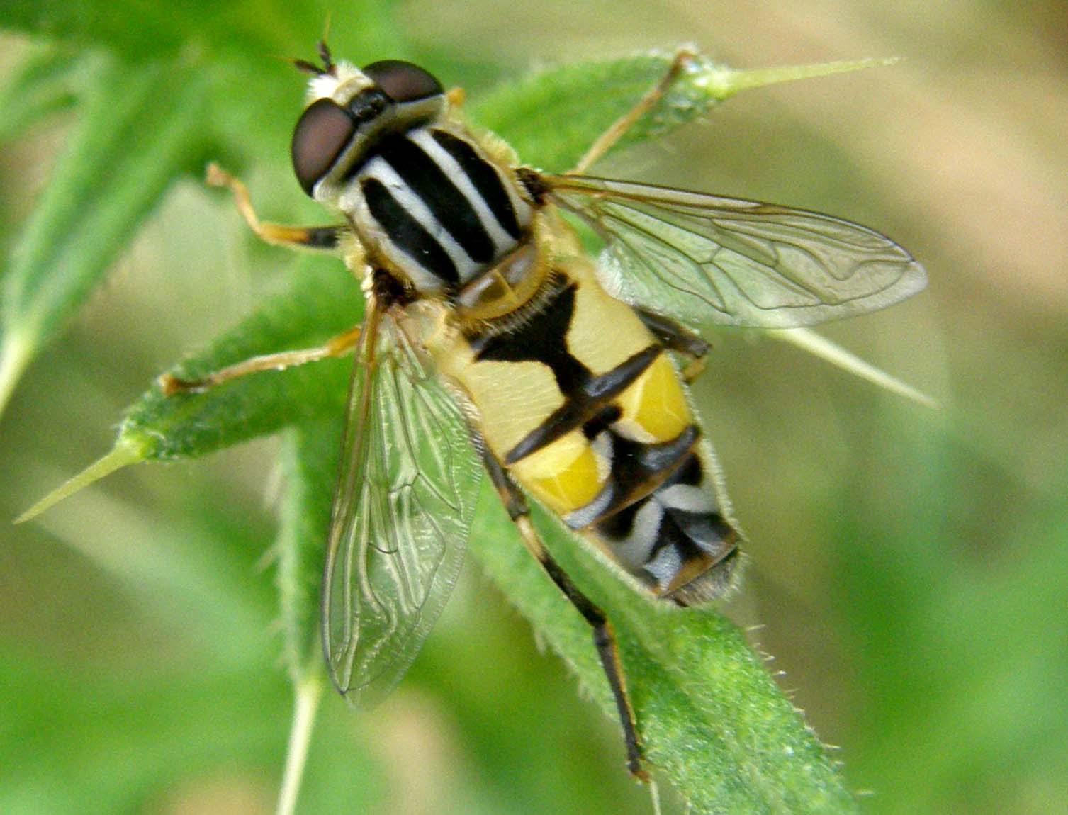 Helophilus trivittatus