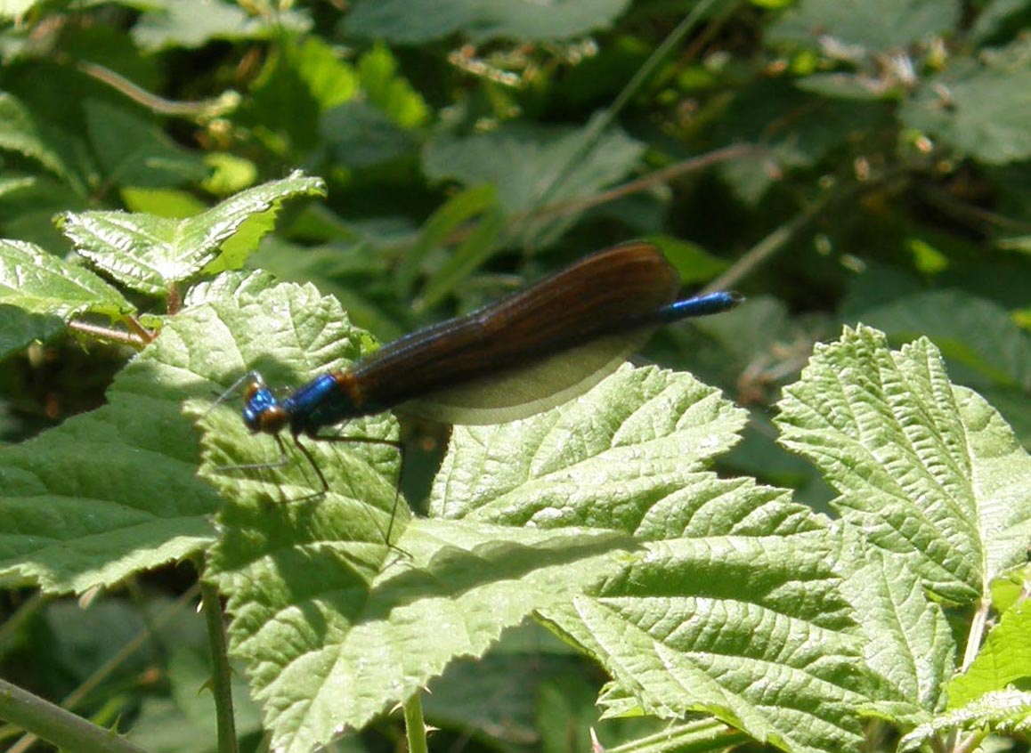 Calopterygidae da identificare