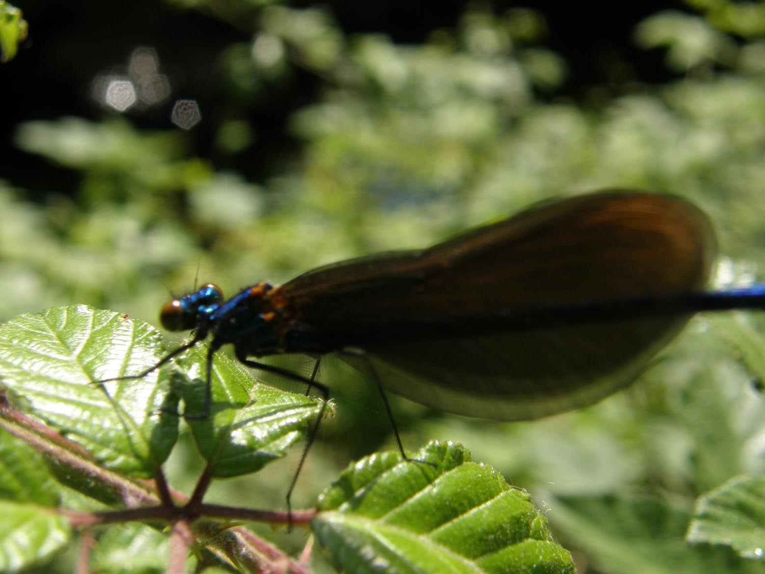 Calopterygidae da identificare