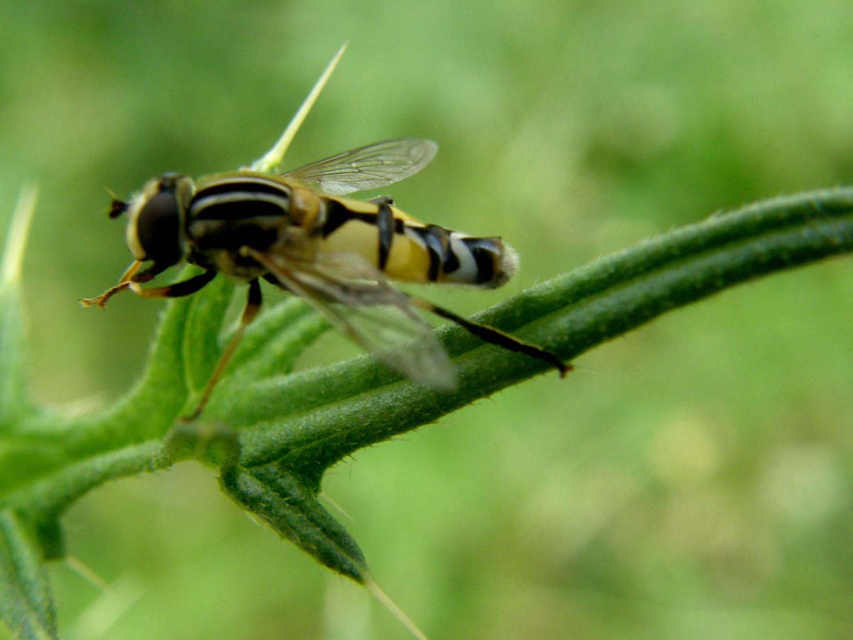 Helophilus trivittatus