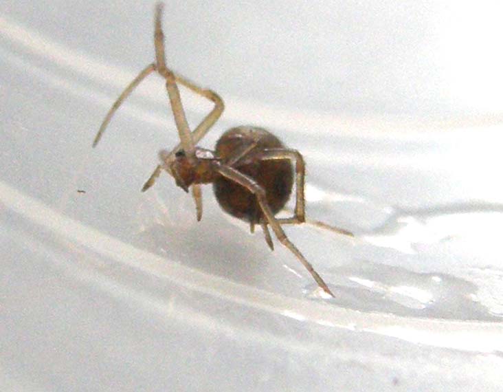 Steatoda triangulosa