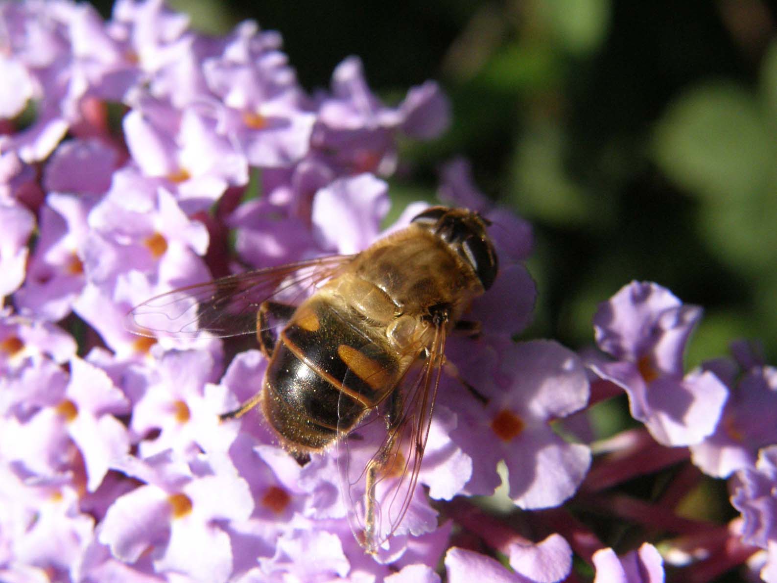 Un altro Sirphidae da identificare