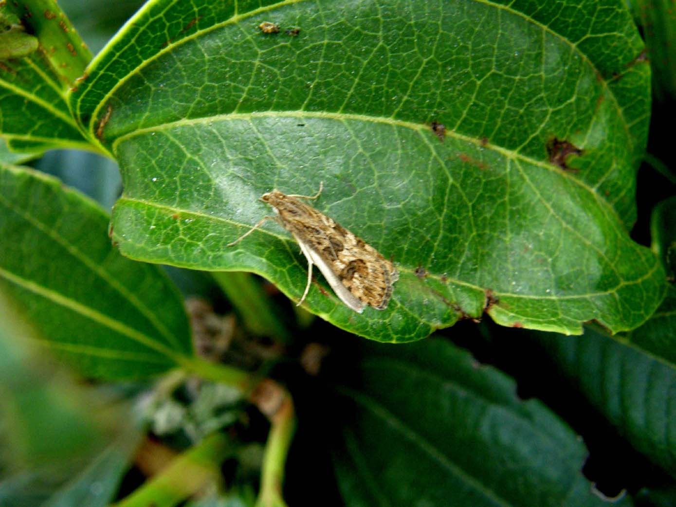 Piccola falena da identificare