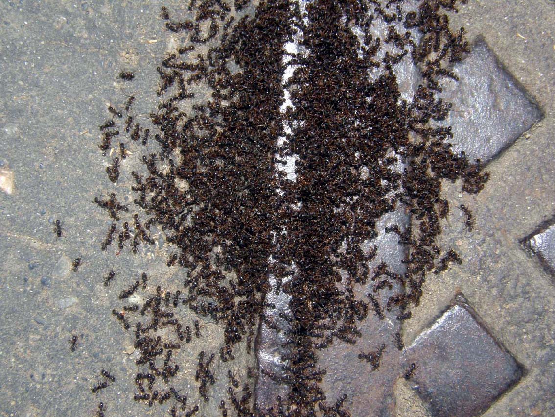 Eccezionale assembramento di formiche: Tetramorium caespitum