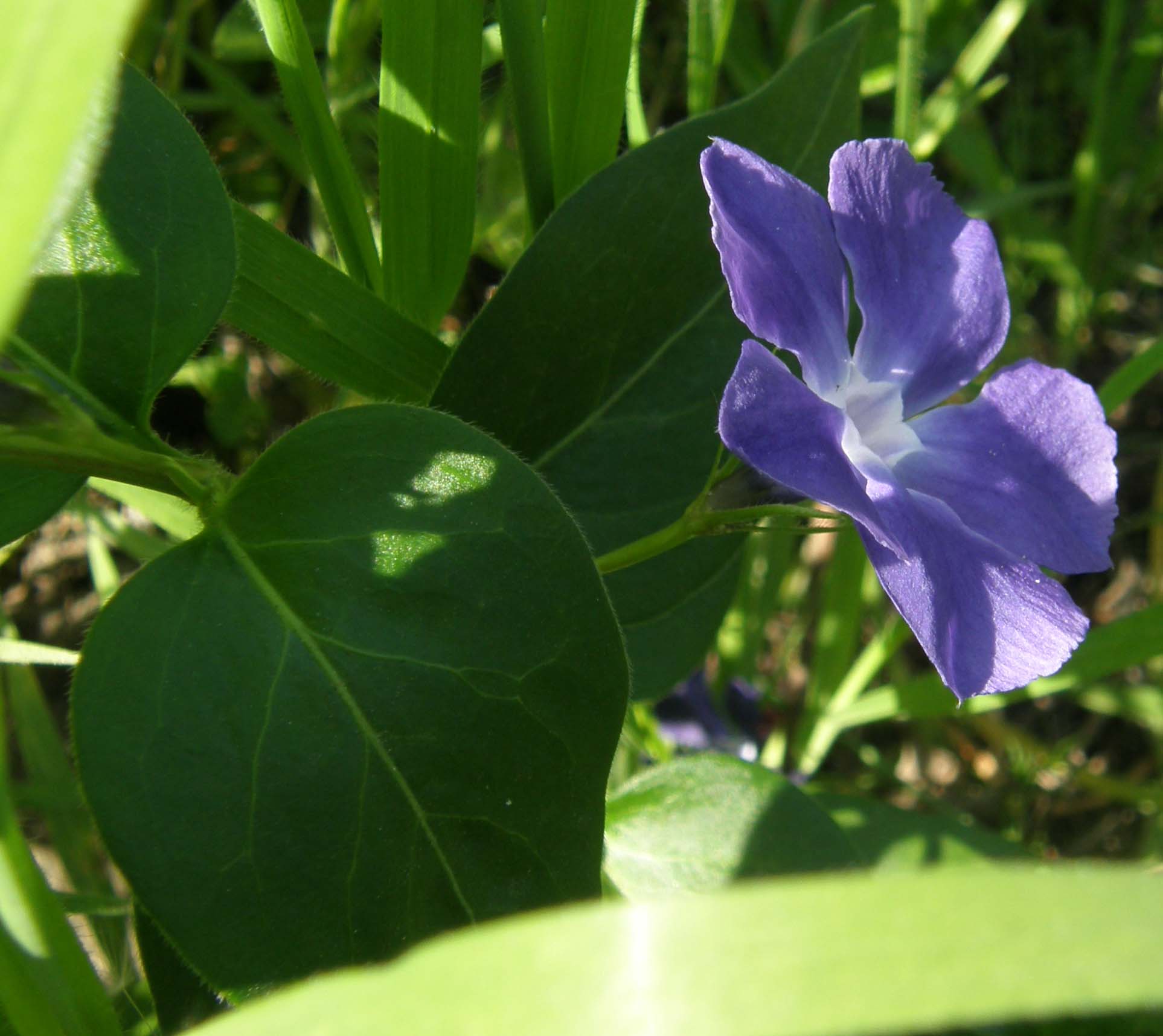 Vinca major