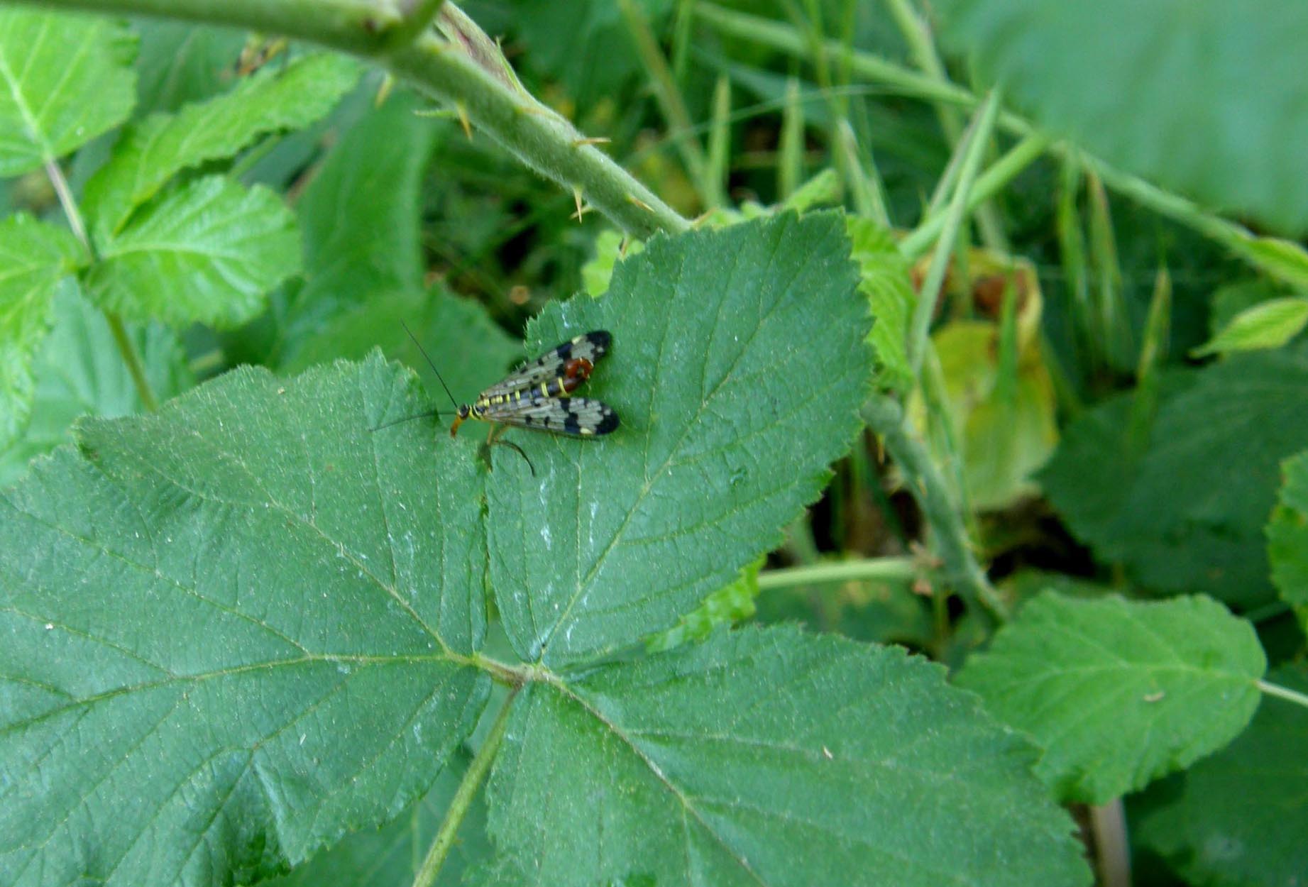 Panorpidae da identificare