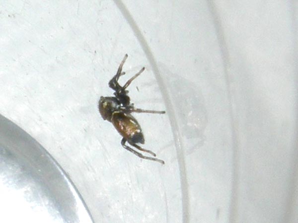 Heliophanus sp.