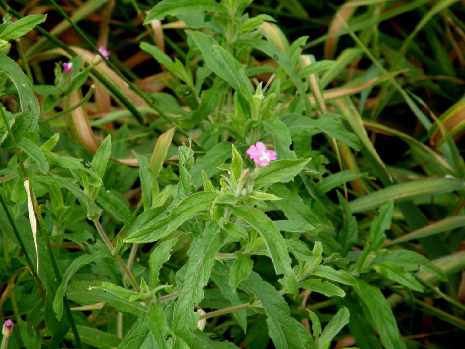 Fiori palustri milanesi - Epilobium hirsutum