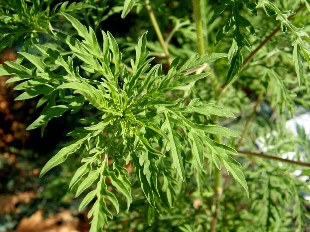 Ambrosia artemisiifolia