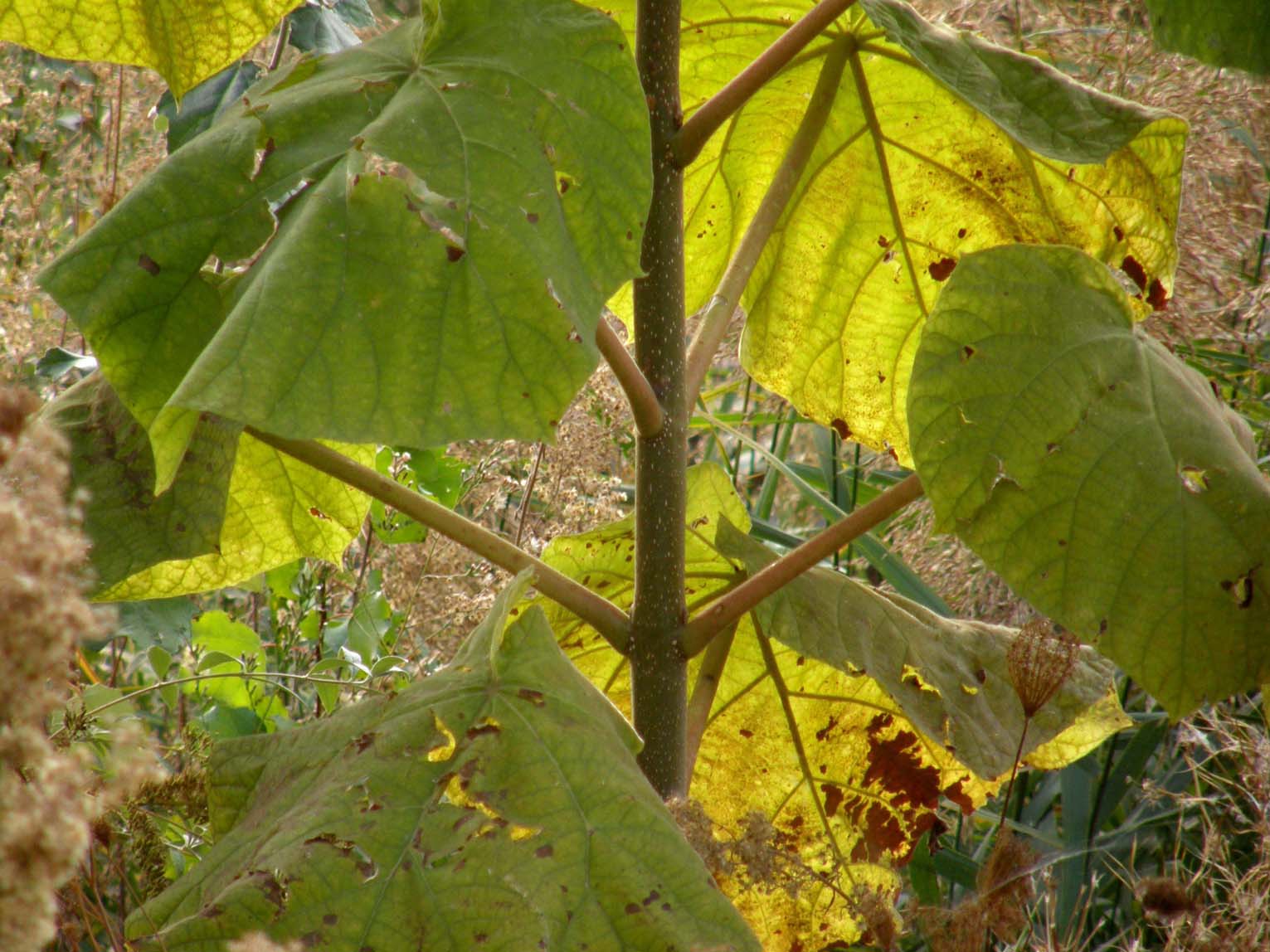 Paulownia tomentosa / Paulownia