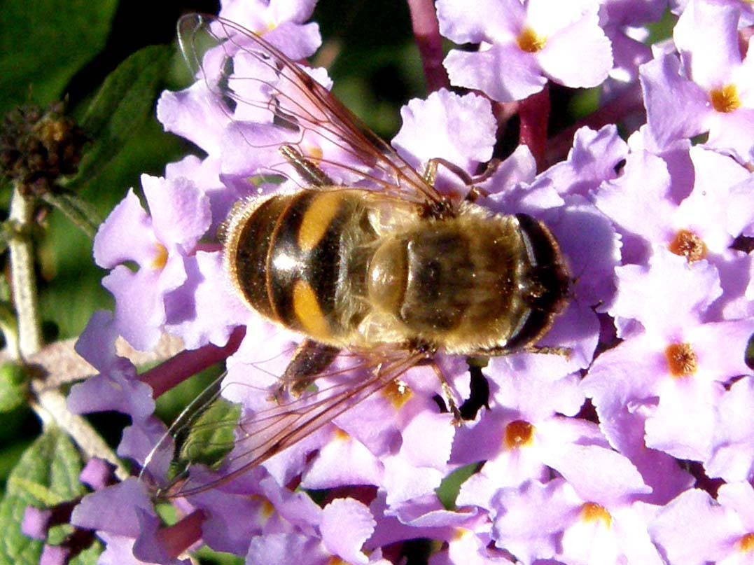 Un altro Sirphidae da identificare