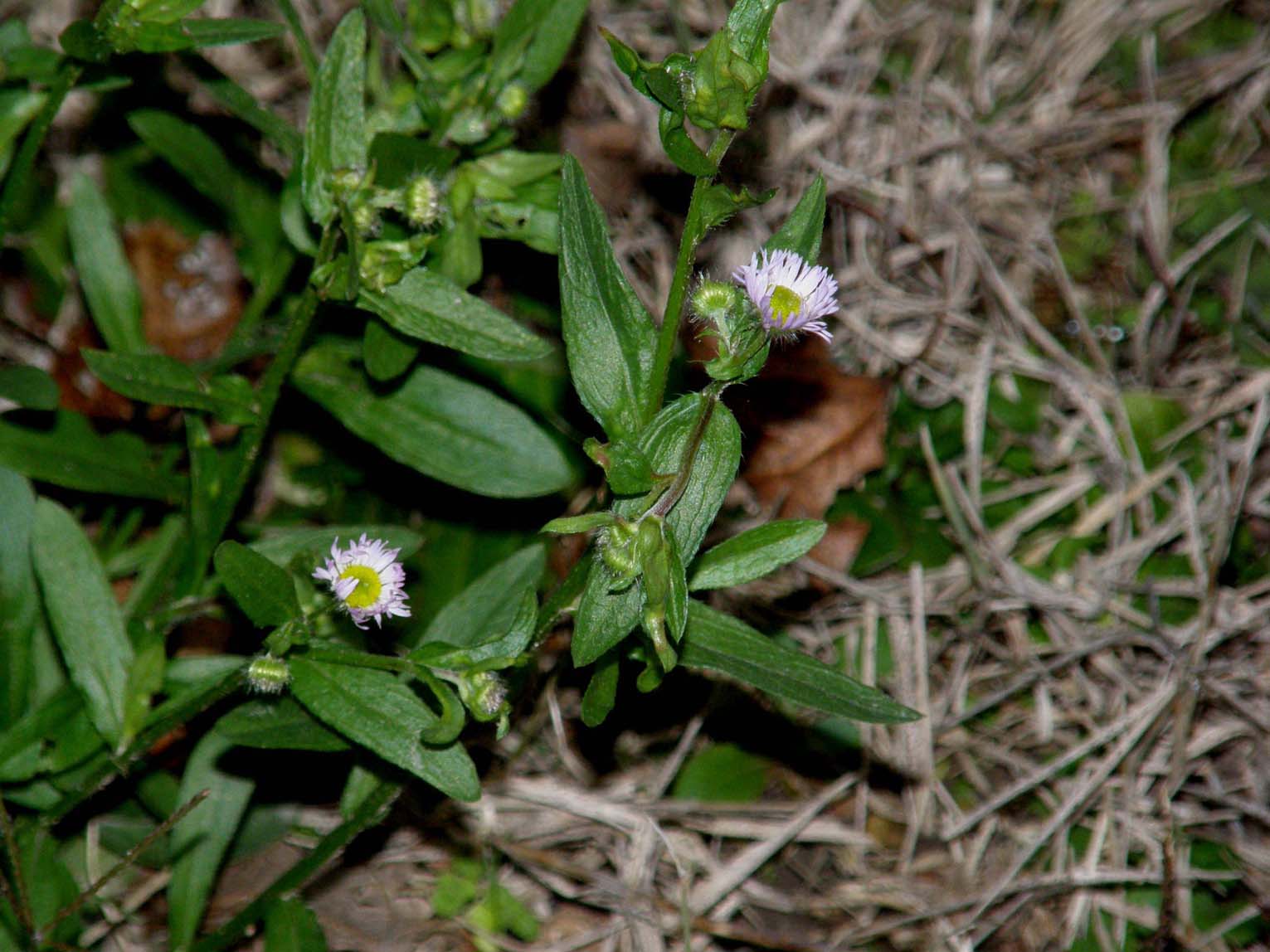 Erigeron Annuus