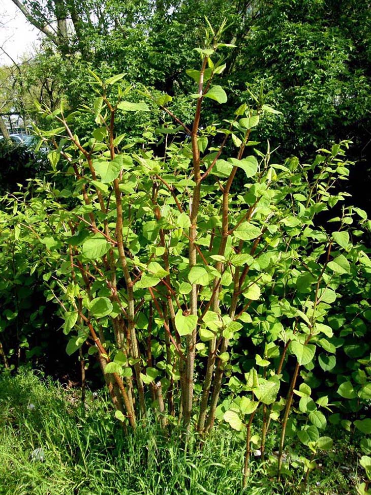 Erbacea dal grosso fusto - Reynoutria japonica