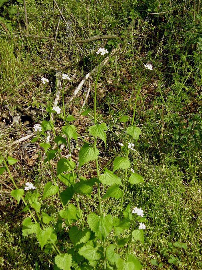 Alliaria petiolata e Lunaria annua