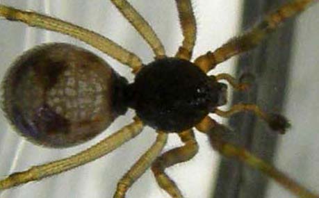 Steatoda triangulosa